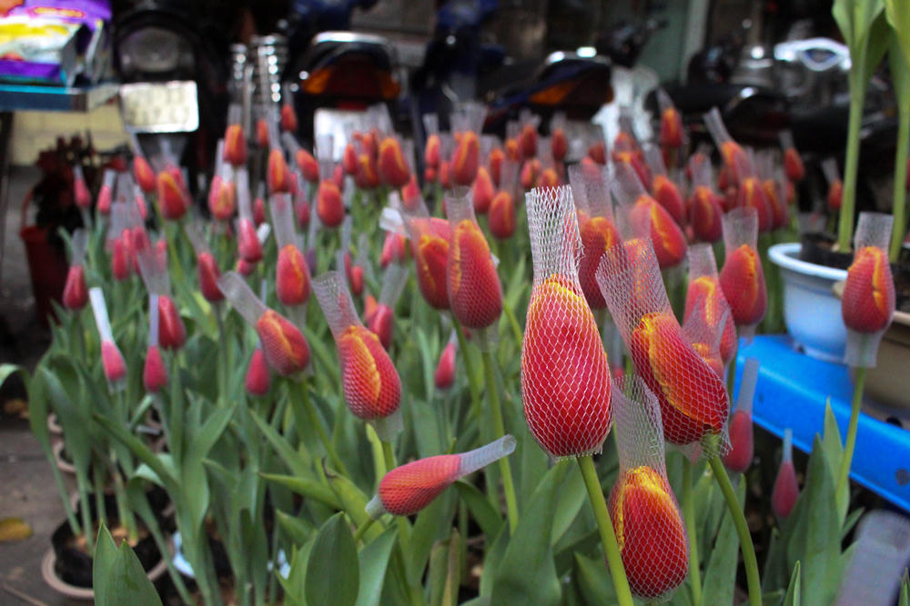 Chú lợn trăm triệu đồng bày bán tại phiên chợ cuối năm